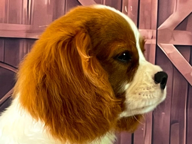 Cavalier King Charles Spaniel Welpe kaufen