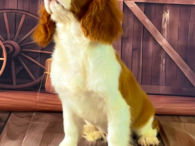 Cavalier King Charles Spaniel Welpe kaufen