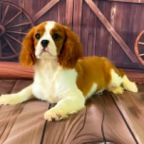 Millow, blenheim Cavalier King Charles Spaniel Welpen kaufen