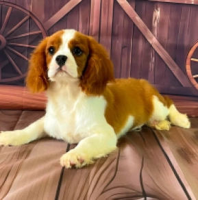 Cavalier King Charles Spaniel Welpe zu verkaufen