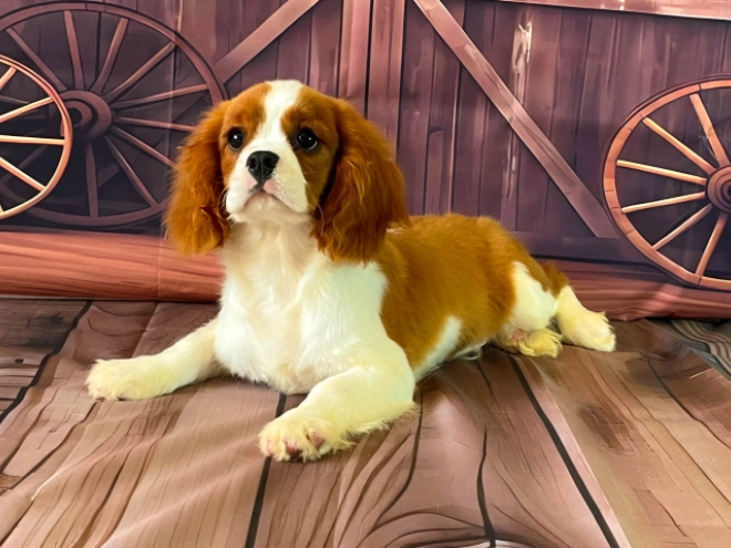 Cavalier King Charles Spaniel Welpe kaufen