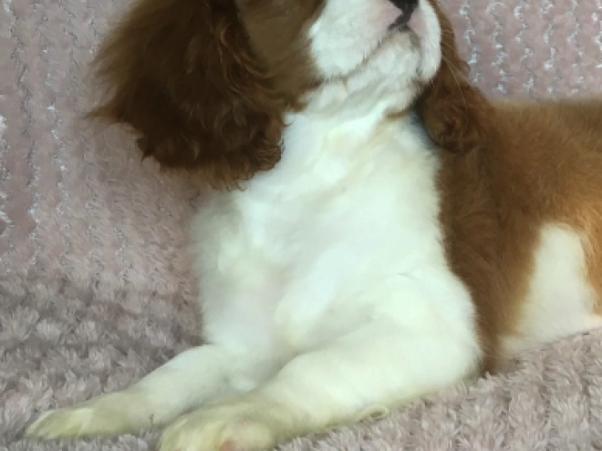 Cavalier King Charles Spaniel Welpe kaufen