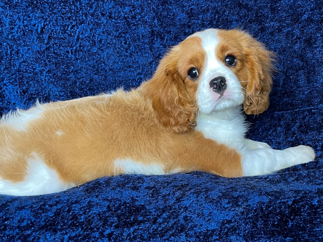Cavalier King Charles Spaniel puppy for sale