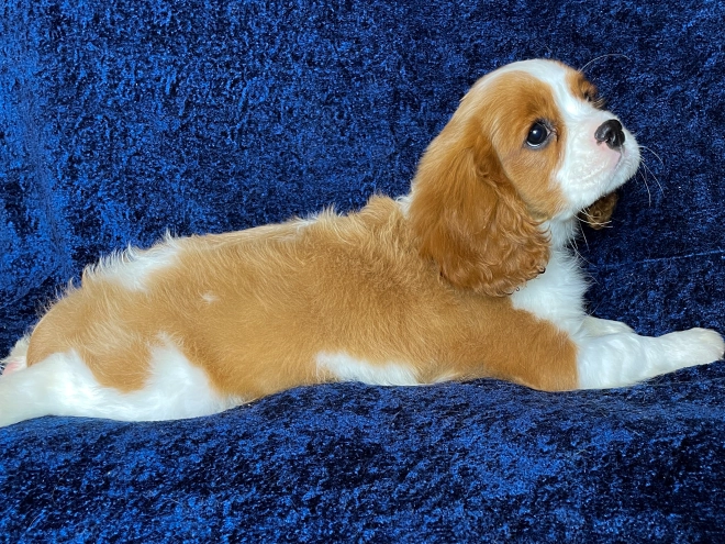 Cavalier King Charles Spaniel puppy for sale