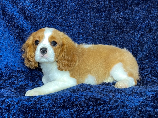 Cavalier King Charles Spaniel puppy for sale
