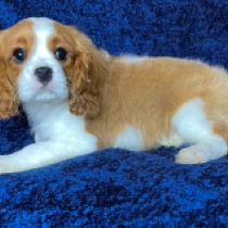 Cavalier King Charles Spaniel puppy for sale