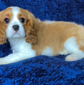 Cavalier King Charles Spaniel puppy for sale