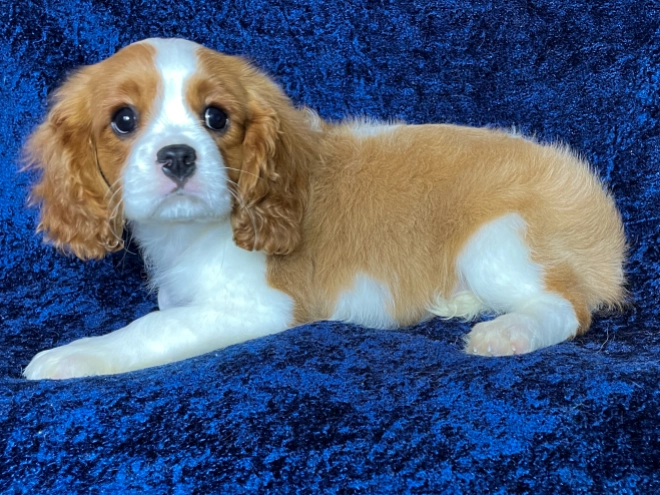 Cavalier King Charles Spaniel puppy for sale