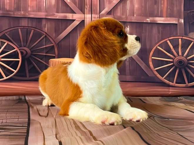 Cavalier King Charles Spaniel Welpe kaufen