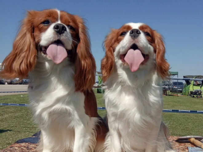 Cavalier King Charles Spaniel puppy for sale