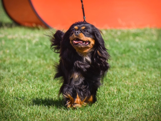 Perros Cavalier King Charles en venta