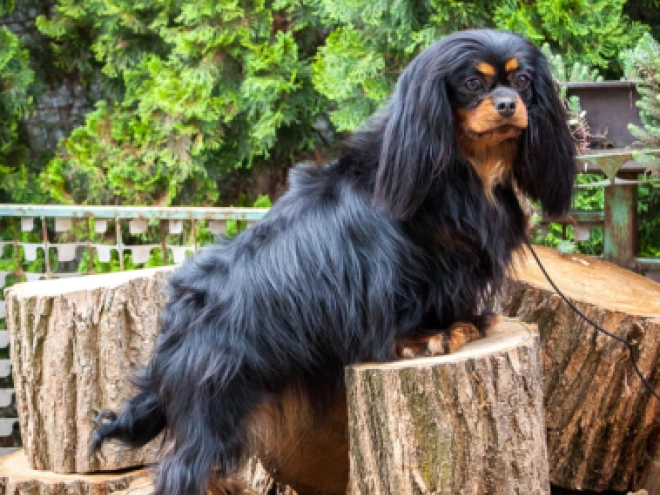 Perros Cavalier King Charles en venta