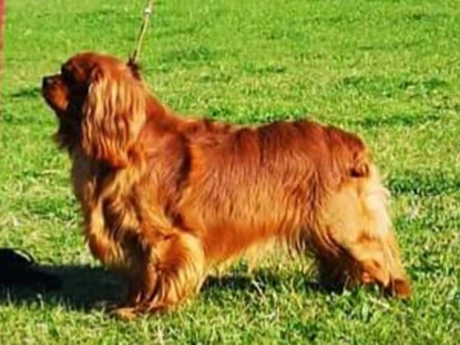 Perros Cavalier King Charles en venta