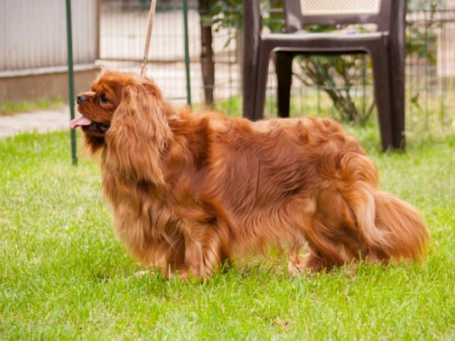 Perros Cavalier King Charles en venta