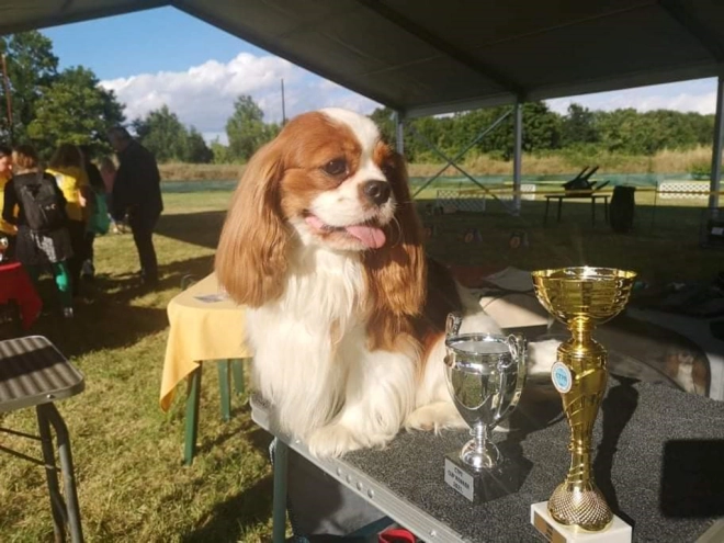 Perros Cavalier King Charles Spaniel en venta