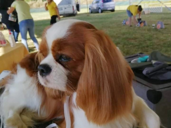 Perros Cavalier King Charles Spaniel en venta
