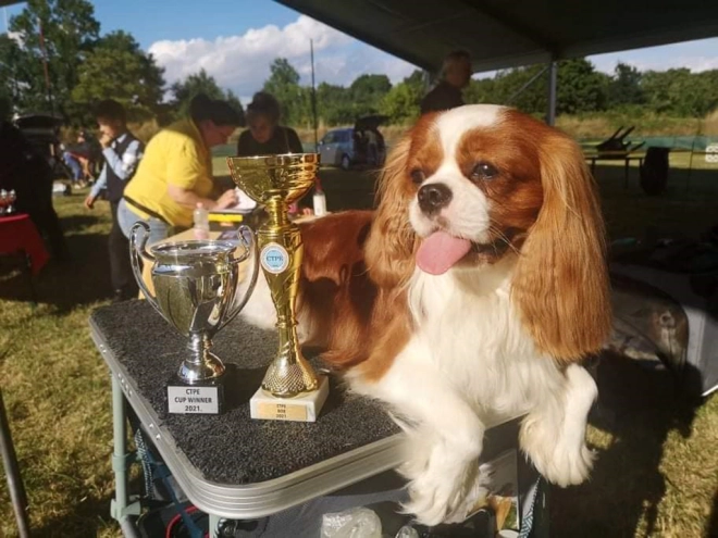 Perros Cavalier King Charles Spaniel en venta