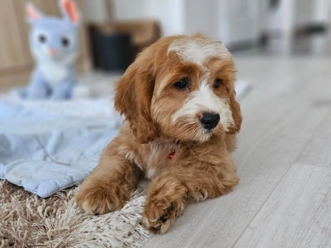 Cavapoo puppy for sale