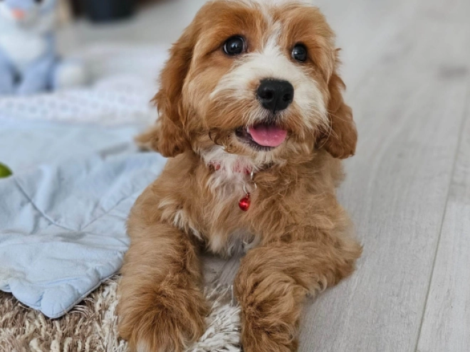 Cavapoo puppy for sale