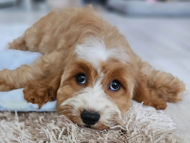 Cavapoo puppy for sale