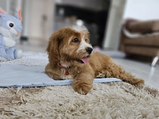 Cavapoo puppy for sale