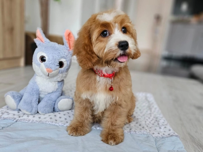 Cavapoo puppy for sale