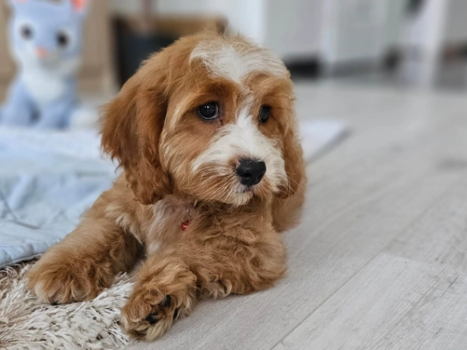 Cavapoo puppy for sale