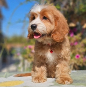 Cavapoo puppy for sale