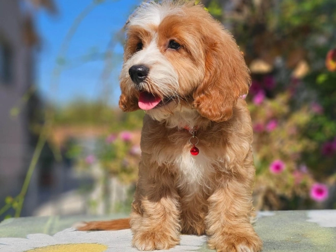 Cavapoo puppy for sale