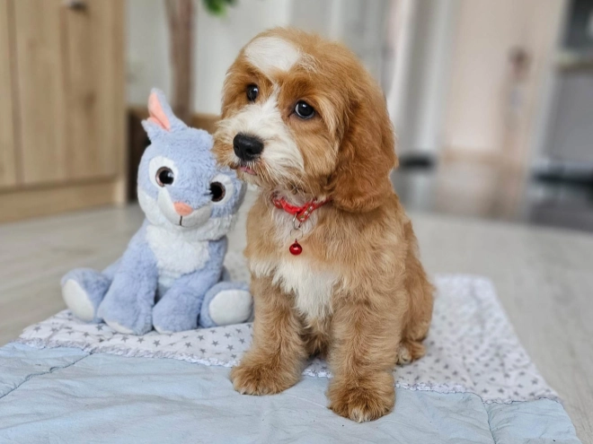 Cavapoo puppy for sale