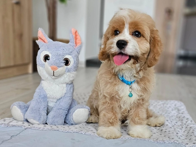 Cavapoo puppy for sale
