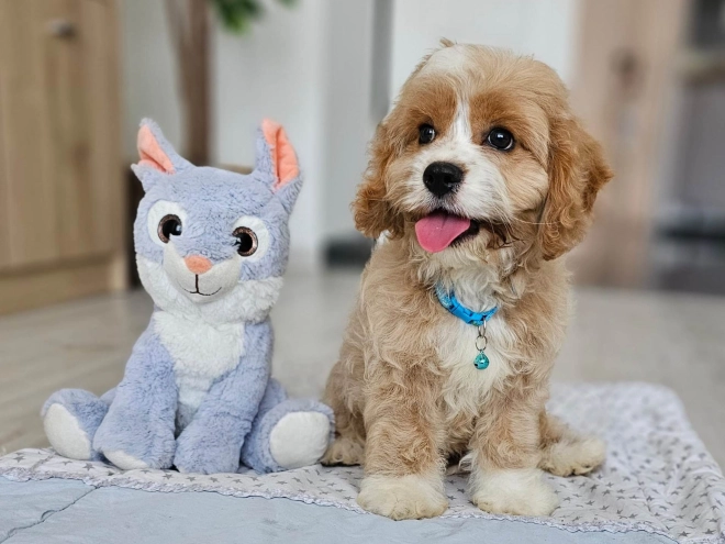 Cavapoo puppy for sale