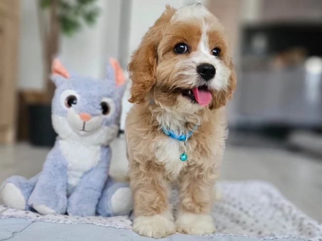 Cavapoo puppy for sale