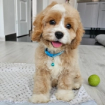 Andreas – F1b, golden and white Cavapoo Welpen kaufen