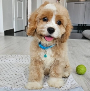 Cavapoo puppy for sale