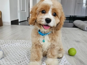 Cavapoo puppy for sale