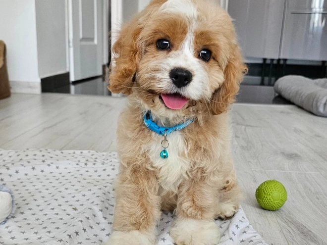 Cavapoo puppy for sale