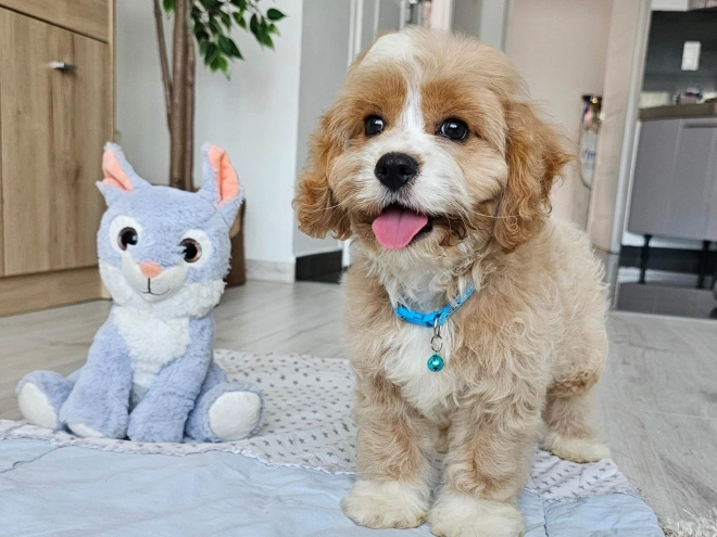 Cavapoo puppy for sale