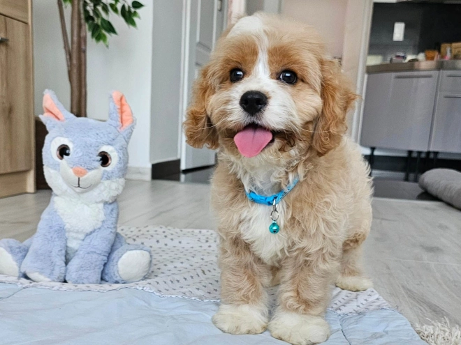 Cavapoo puppy for sale