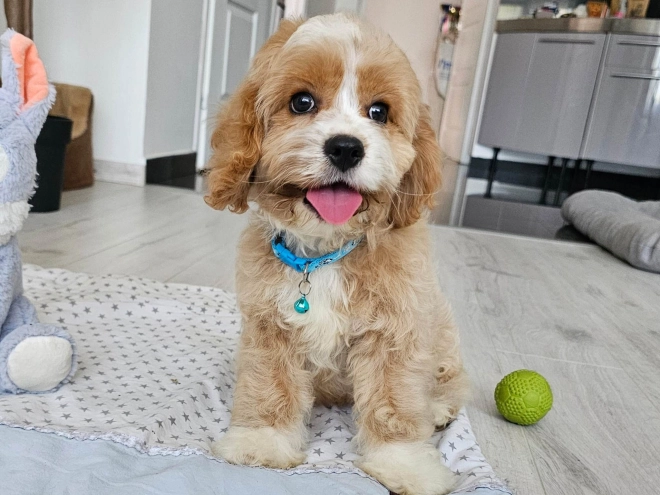 Cavapoo puppy for sale