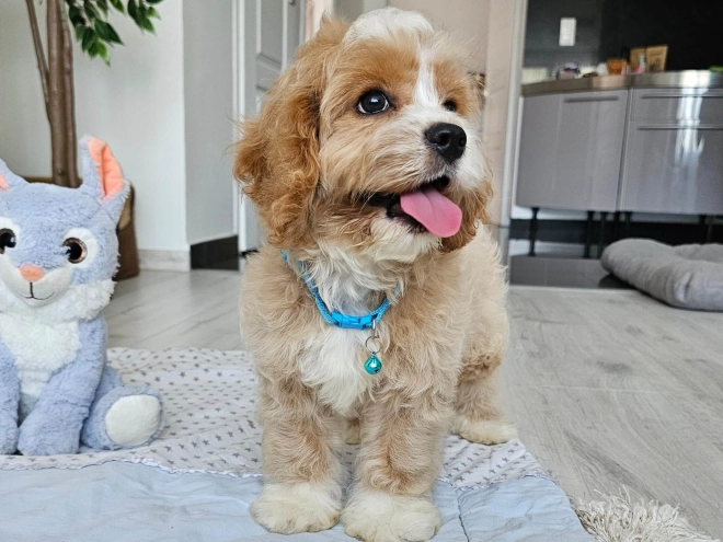 Cavapoo puppy for sale