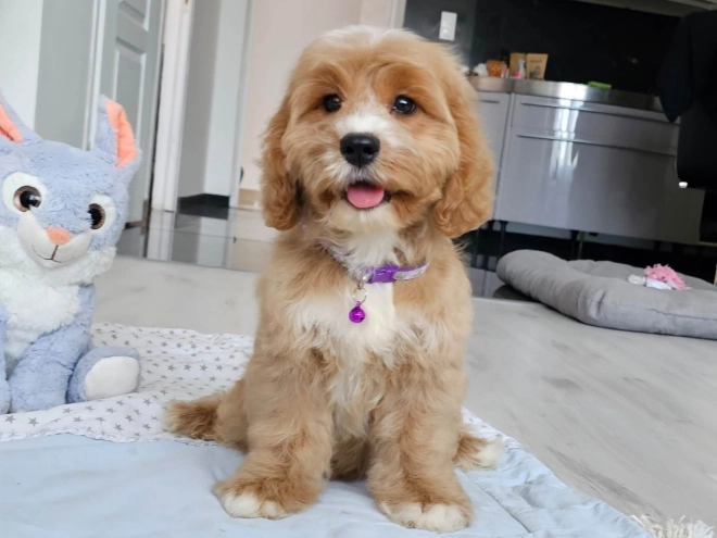 Cavapoo puppy for sale