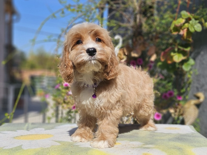 Cavapoo puppy for sale