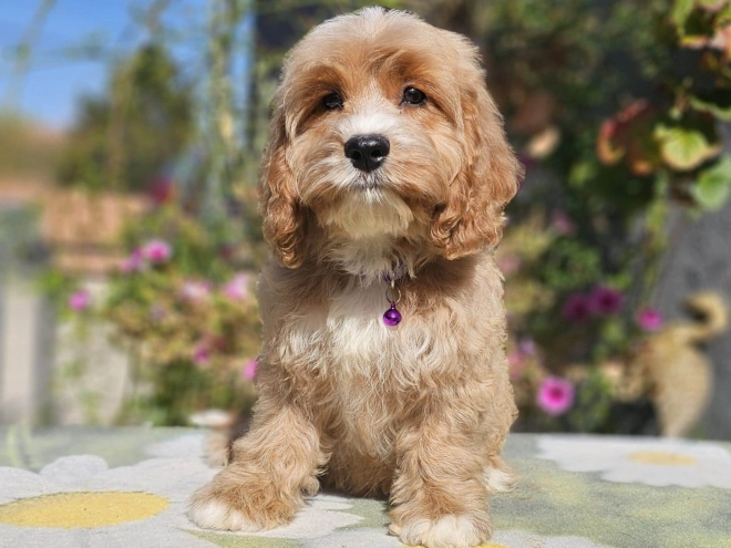 Cavapoo puppy for sale