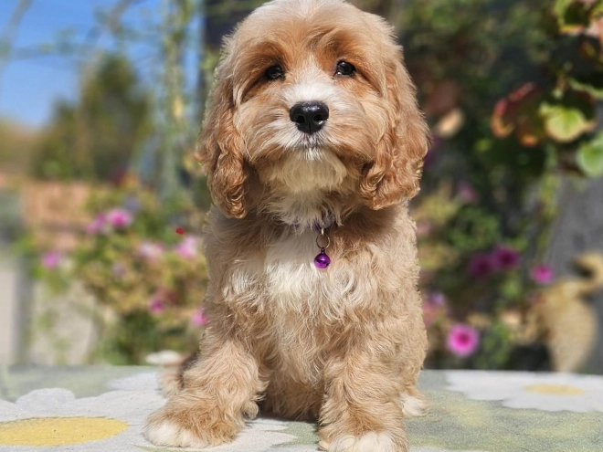 Cavapoo puppy for sale