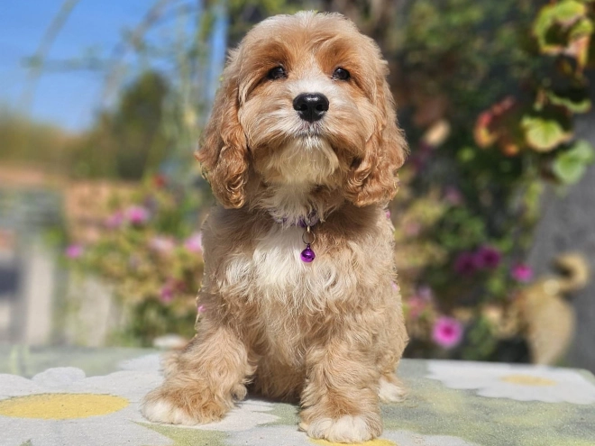 Cavapoo puppy for sale