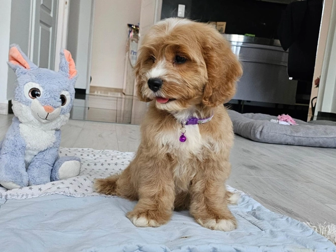 Cavapoo puppy for sale