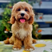 Patrick – F1b, golden and white Cavapoo Welpen kaufen