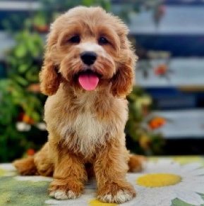Cavapoo Welpe kaufen