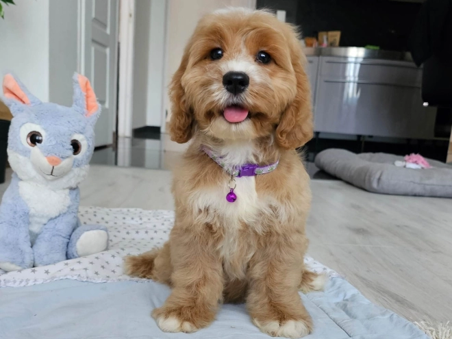 Cavapoo puppy for sale